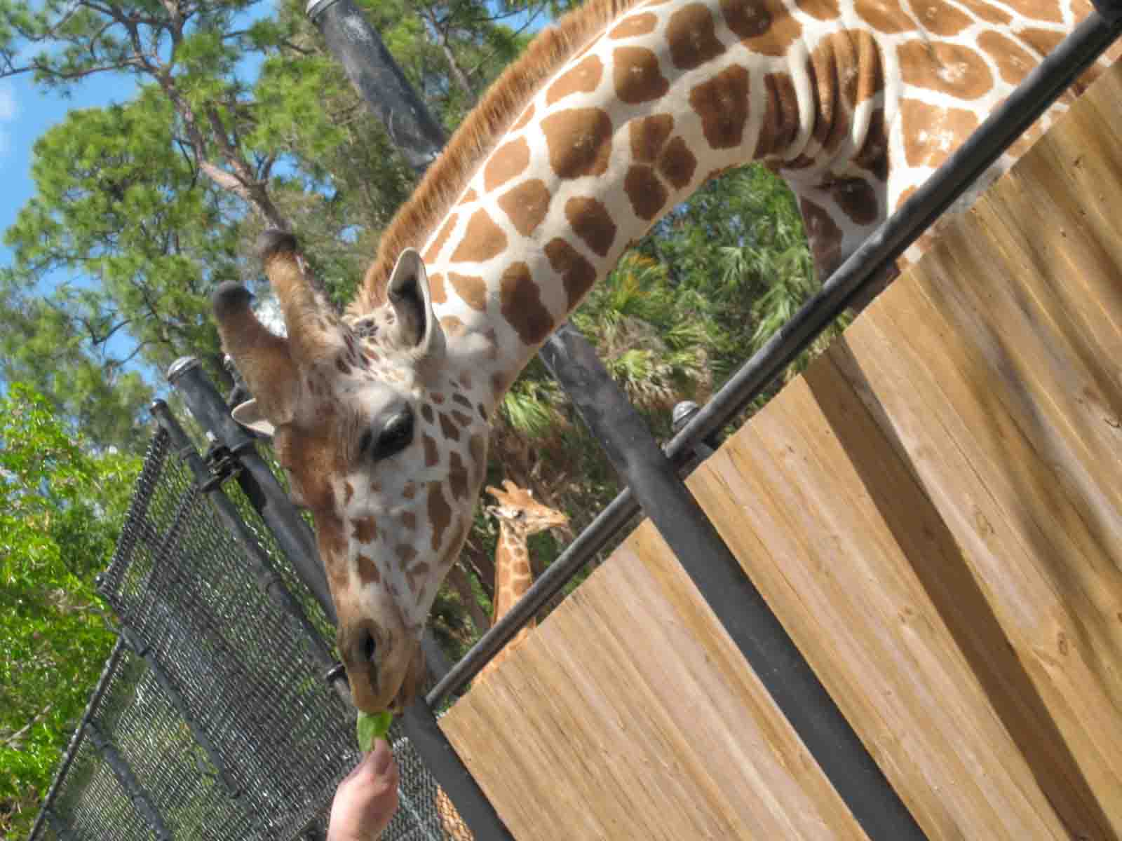 Naples zoo