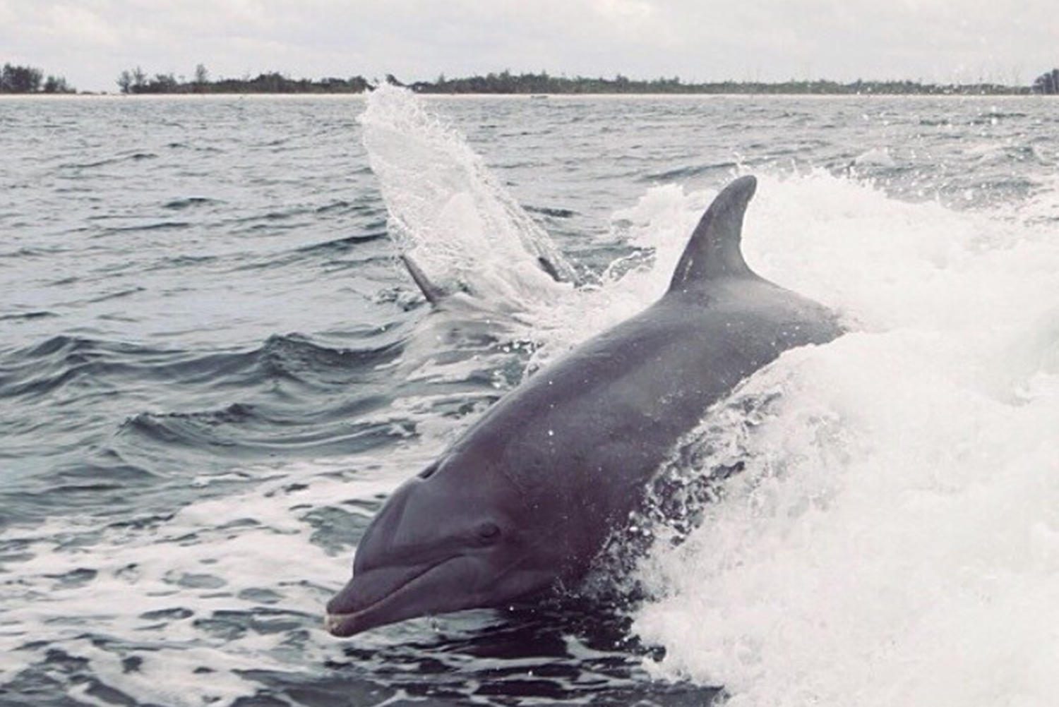 Dolphin Cape Coral