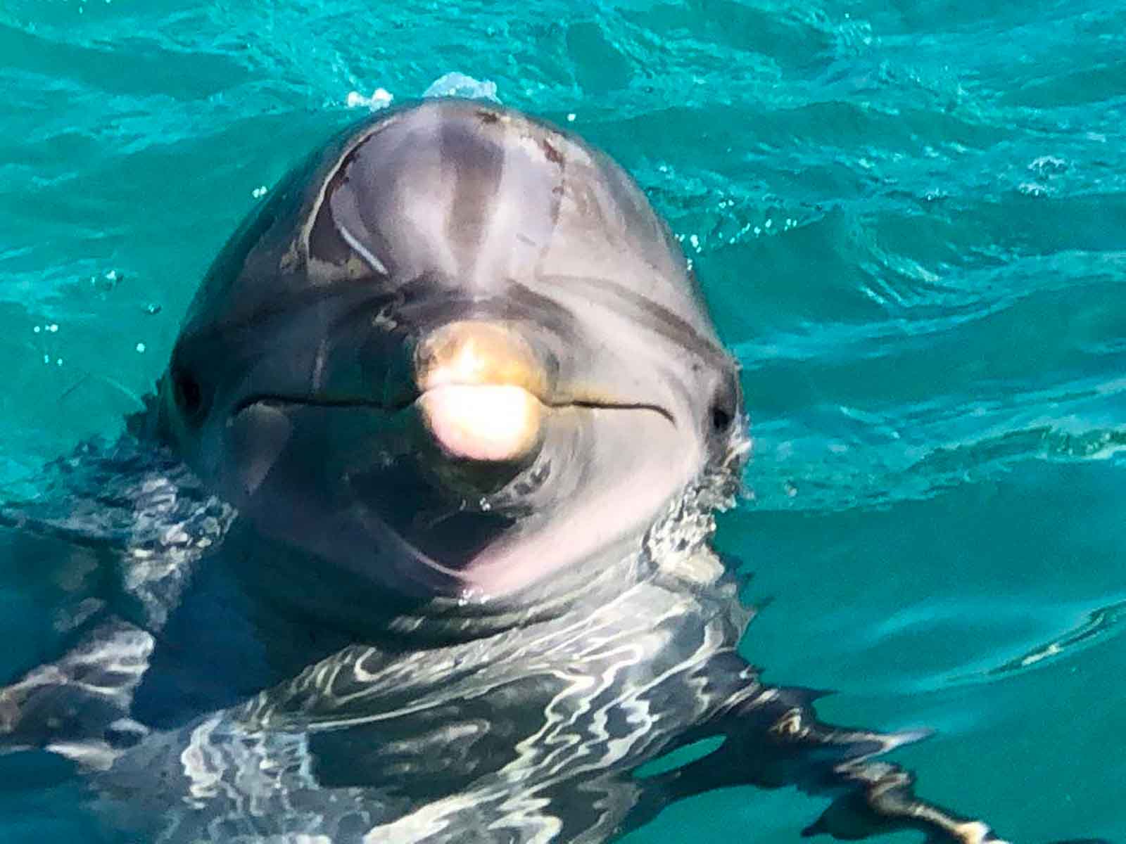 Dolphin