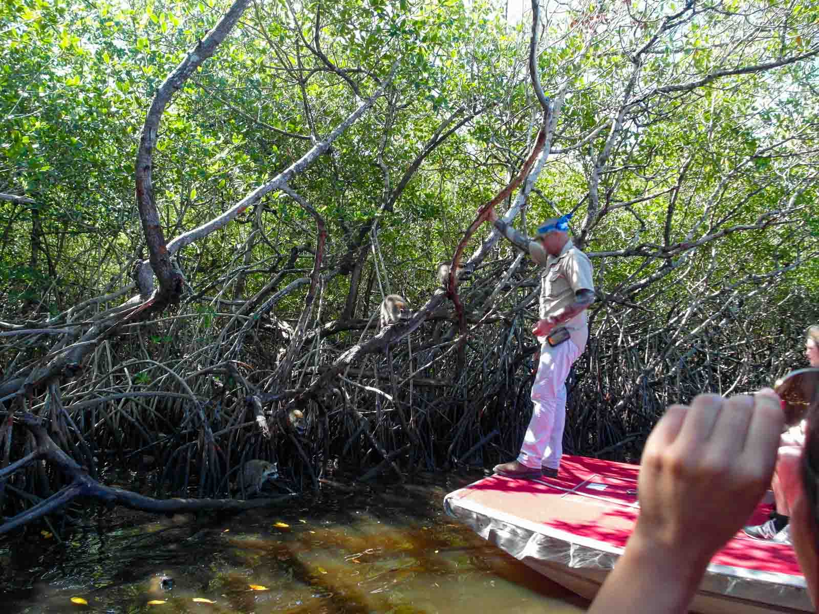 Everglades Airboat tour