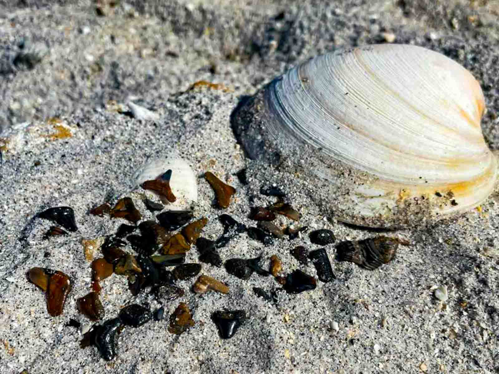 Shark teeth florida